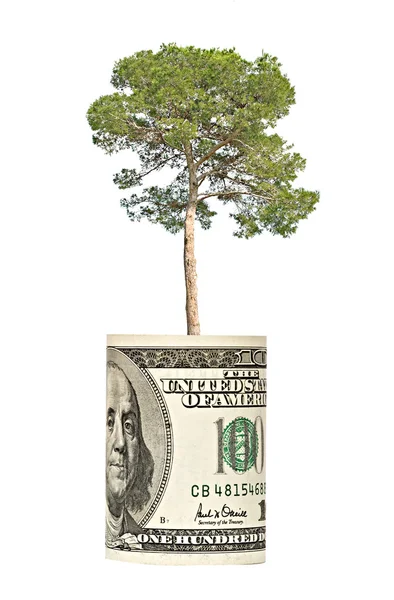 Dolar Büyüyen Çam Ağacı — Stok fotoğraf