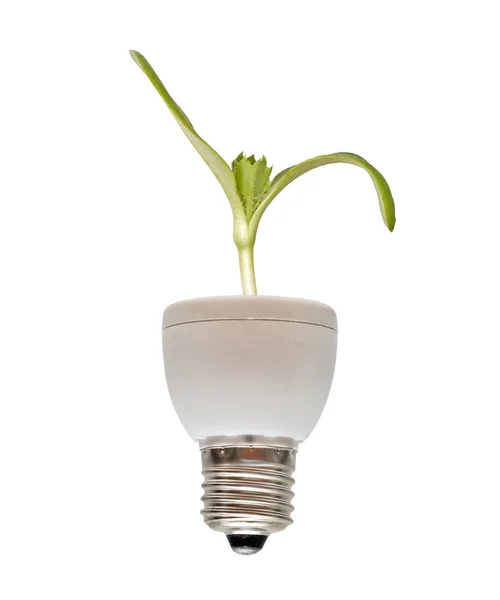 Seedling Growing Base Fluorescent Lamp — Stock Photo, Image