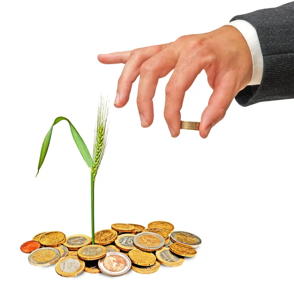 stock image Wheat growing from money