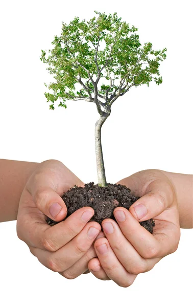 Tree Hands Symbol Nature Potection — Stock Photo, Image