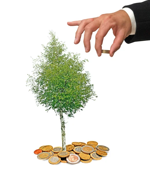 Tree Growing Coins — Stock Photo, Image