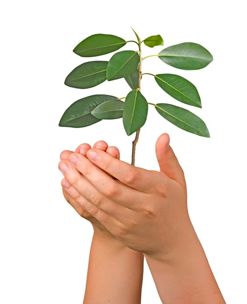 Brotar nas palmas das mãos como um símbolo da proteção da natureza — Fotografia de Stock