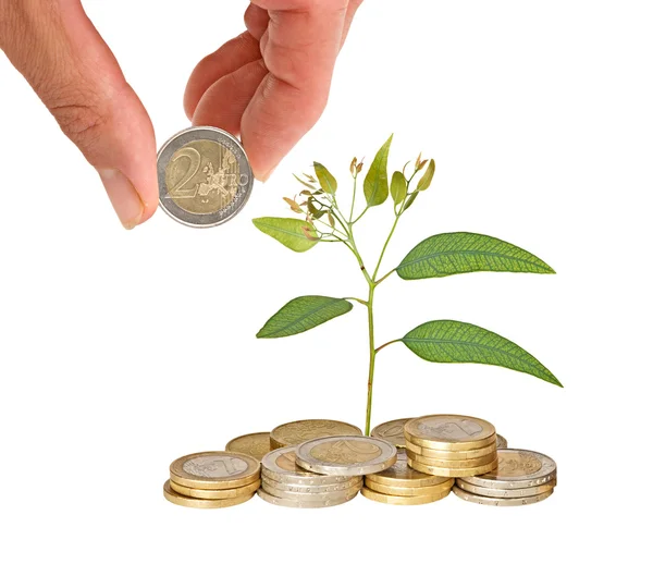 Tree growing from coins — Stock Photo, Image