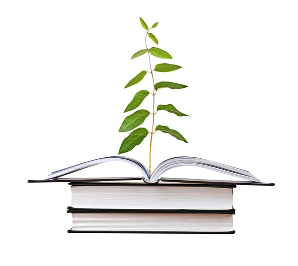Rostlina Roste Otevřené Knihy — Stock fotografie