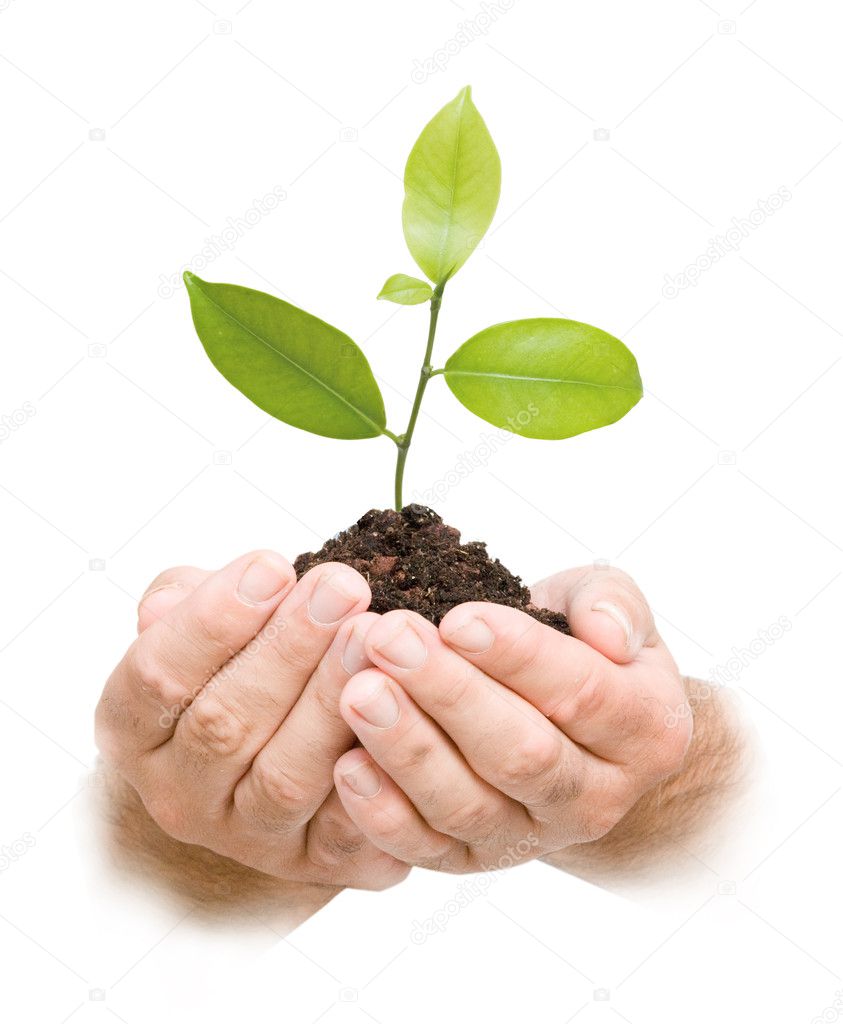 Tree sprout in hands