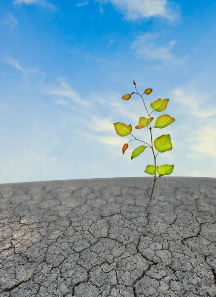 stock image Seedling growing from barren land