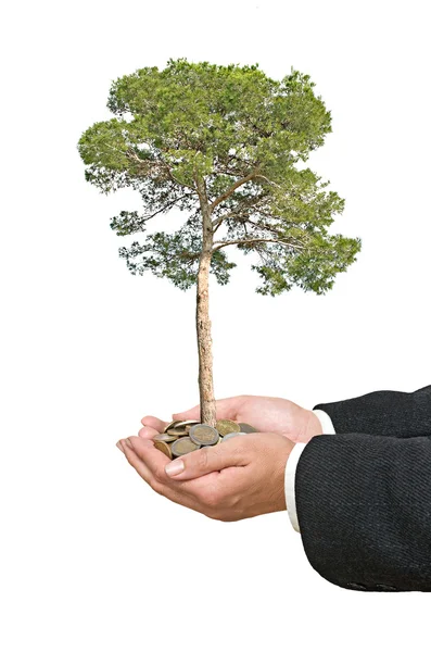 Telapak tangan dengan geraman pohon dari tumpukan koin — Stok Foto