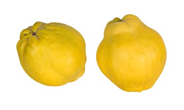 Two quinces (golden apples) isolated on white background clipart