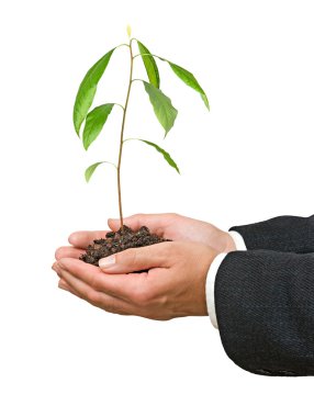 Avocado tree in hands as a gift of agriculture clipart