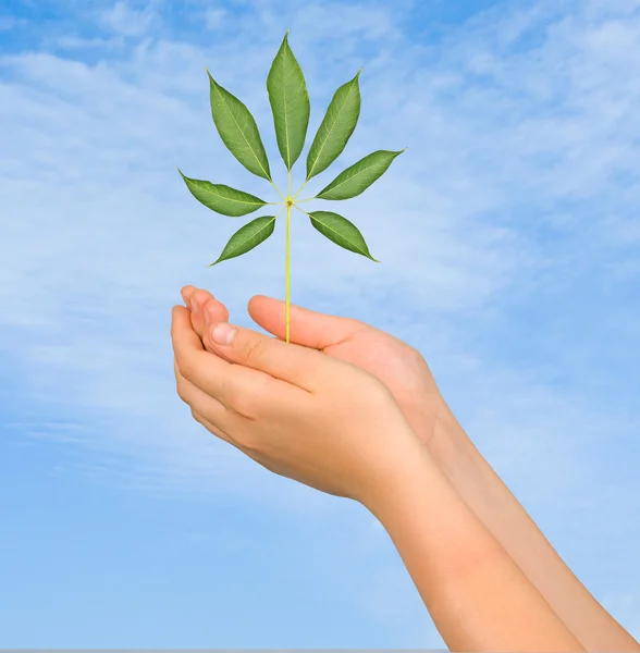 stock image Sapling in hands