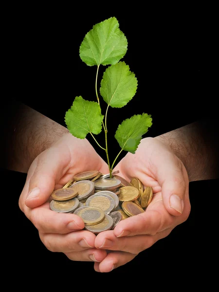 stock image Palms with a tree growng from pile of coins