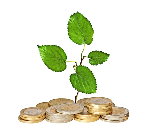 Árbol que crece de la pila de monedas — Foto de Stock
