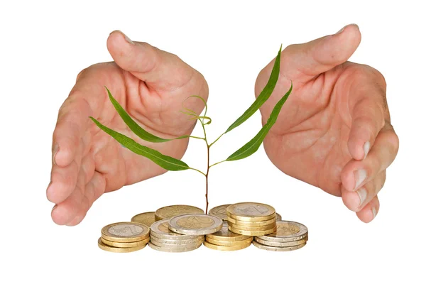 Hands Protecting Tree Growing Pile Coins — Stock Photo, Image