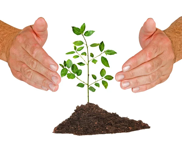 Sapling Protected Hands — Stock Photo, Image