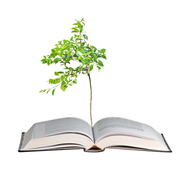 stock image Young orange tree growing from book