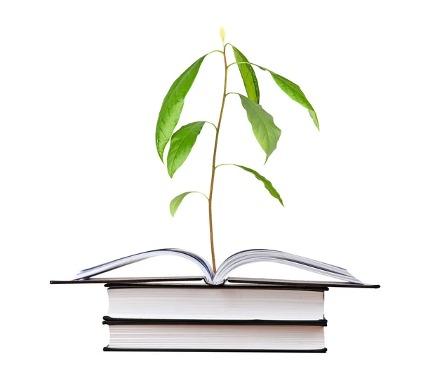 Avocado Seedling Growing Open Book — Stock Photo, Image