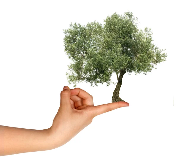 Оливковое Дерево Пальце — стоковое фото