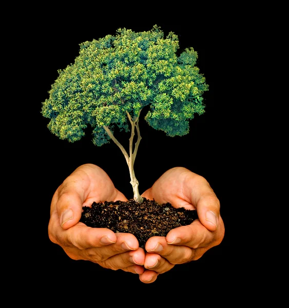 stock image Tree in palms as a symbol of nature protection