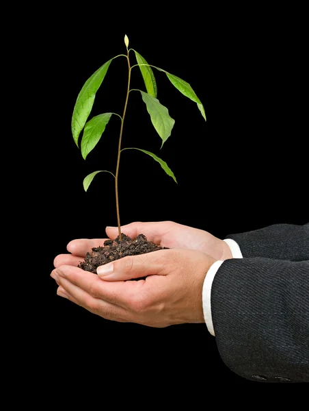 Avocadobaum in Händen als Geschenk der Landwirtschaft — Stockfoto