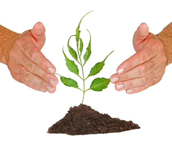 Tree Protected Hands — Stock Photo, Image