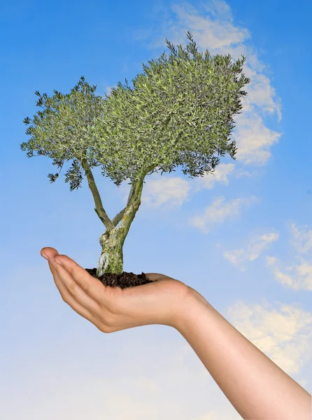 Olivenbaum Als Geschenk Der Landwirtschaft — Stockfoto