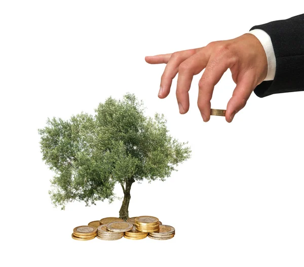 Olijf boom groeien uit de stapel van munten — Stockfoto