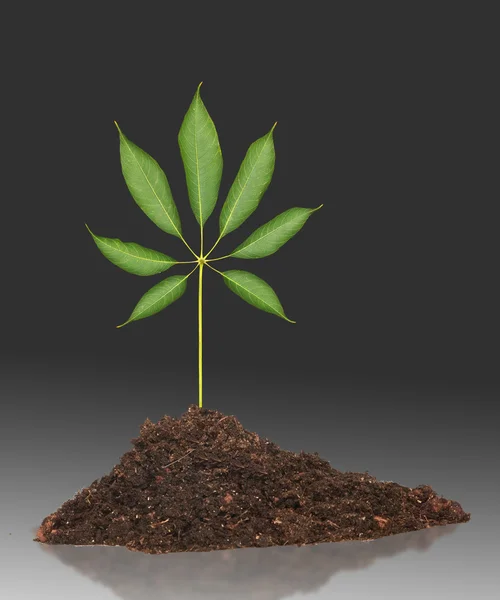 stock image Seedling growing from soil