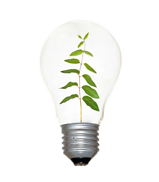 Ampoule Incandescente Avec Une Plante Comme Filament — Photo