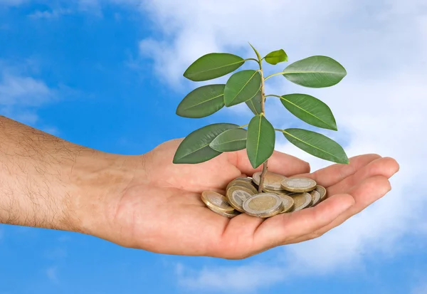 stock image Palm with a tree growng from pile of coins