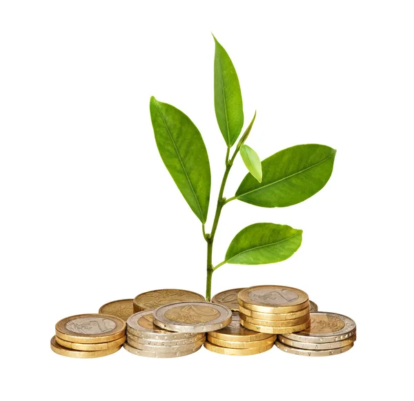 Árbol Que Crece Pila Monedas — Foto de Stock