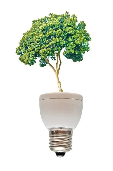 Árbol que crece desde la base de la lámpara fluorescente — Foto de Stock