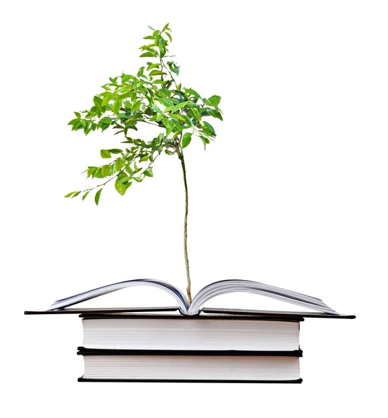 Young Orange Tree Growing Book — Stock Photo, Image