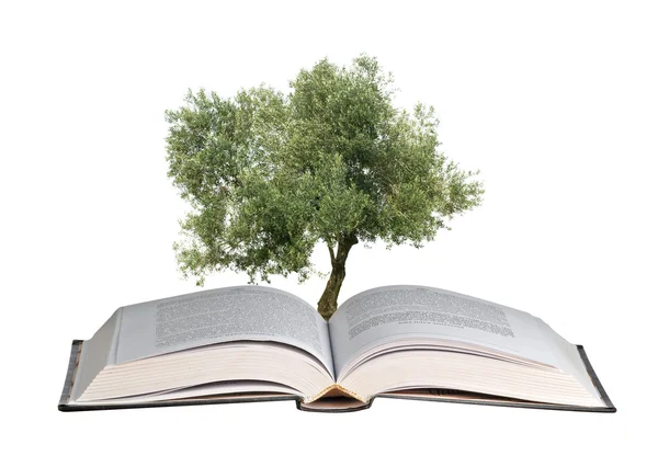 Olivenbaum wächst aus Buch — Stockfoto