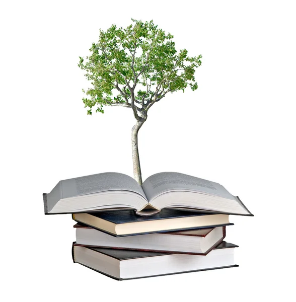 Bříza Strom Který Roste Knihy — Stock fotografie