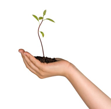 Avocado tree seedling in hand as a gift of agriculture clipart