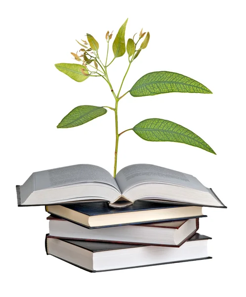 Baum Wächst Aus Offenem Buch — Stockfoto