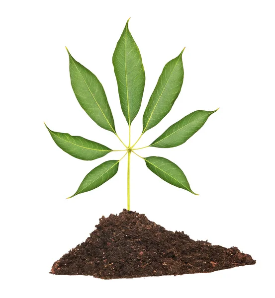 stock image Seedling growing from soil