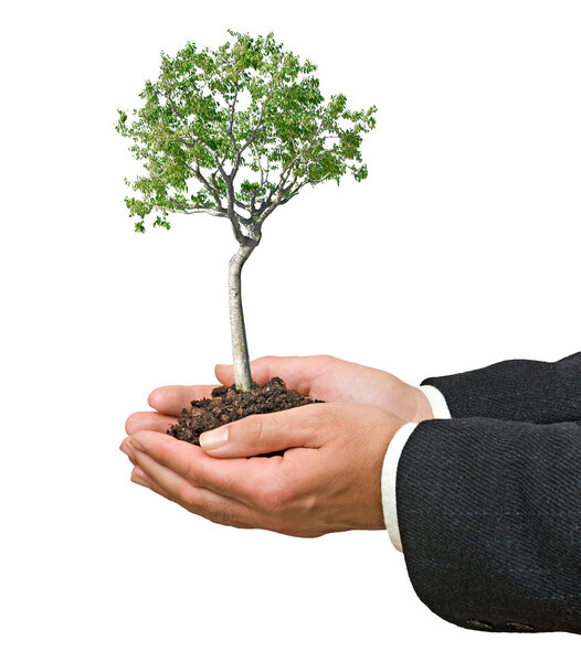 Tree in palms as a symbol of nature protection