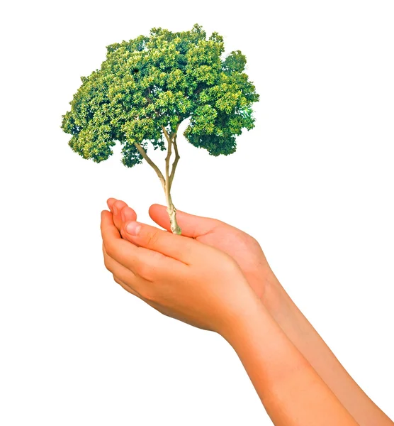 Tree Hands — Stock Photo, Image