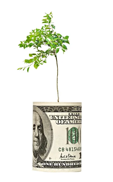 Dolar Bill Büyüyen Genç Portakal Ağacı — Stok fotoğraf