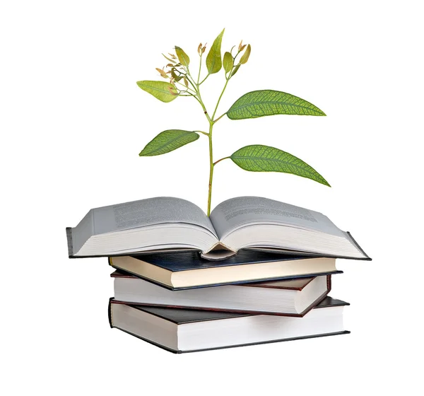 Árbol Creciendo Libro Abierto — Foto de Stock