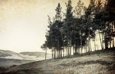 Vintage tree photo; old landscape clipart