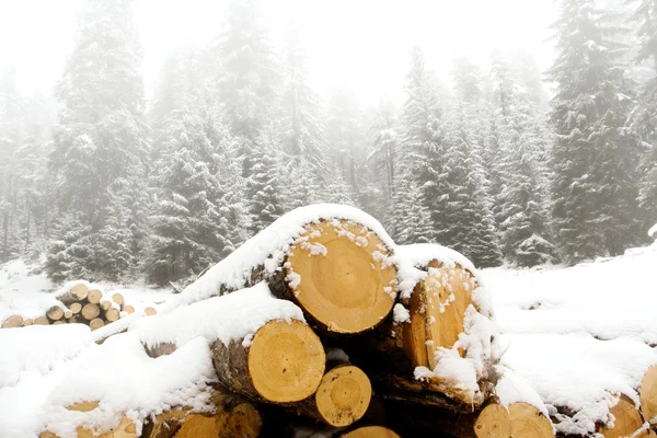 Dřevo na šířku — Stock fotografie