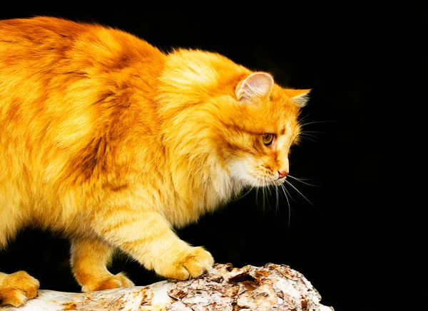 고양이 공격 — 스톡 사진