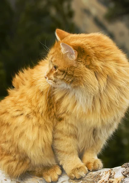 Posing Adorable Cat Orange Furry Cat — Stock Photo, Image