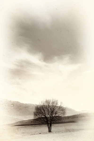 Изображение стареющего дерева — стоковое фото