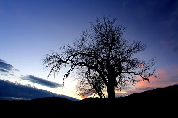 Abstract Alone Tree Dusk Time — Stock Photo, Image