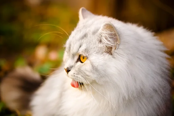 Chlupatá Bílá Kočka Pěkný Vzhled — Stock fotografie