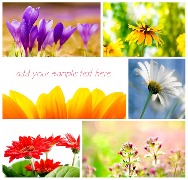Spring Flower Collage Several Image — Stock Photo, Image