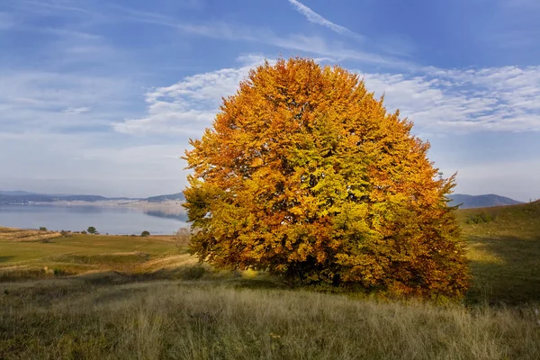 Batak Barajı Gölü Yakınında Güzel Sonbahar Tek Ağaç — Stok fotoğraf